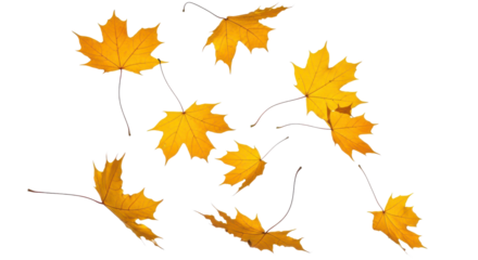 A set of vibrant red, orange and yellow autumn maple leaves isolated on transparent background. Fall designs. Thanksgiving themes, backgrounds, and patterns.