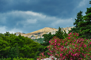 beautiful landscape with flowers and forest in the foreground, and mountains with dramatic cloudy sky
