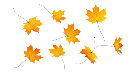 Fototapeta premium A set of vibrant red, orange and yellow autumn maple leaves isolated on transparent background. Fall designs. Thanksgiving themes, backgrounds, and patterns.