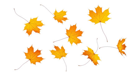 A set of vibrant red, orange and yellow autumn maple leaves isolated on transparent background. Fall designs. Thanksgiving themes, backgrounds, and patterns.