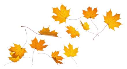 A set of vibrant red, orange and yellow autumn maple leaves isolated on transparent background. Fall designs. Thanksgiving themes, backgrounds, and patterns.
