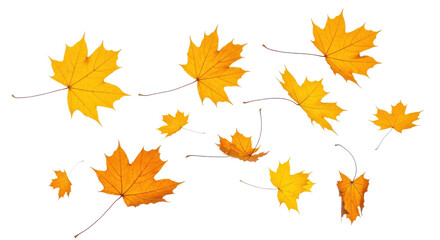 Fototapeta premium A set of vibrant red, orange and yellow autumn maple leaves isolated on transparent background. Fall designs. Thanksgiving themes, backgrounds, and patterns.