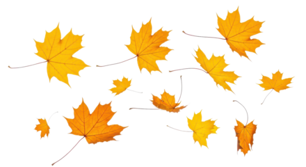 A set of vibrant red, orange and yellow autumn maple leaves isolated on transparent background. Fall designs. Thanksgiving themes, backgrounds, and patterns.