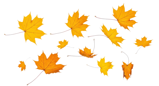 A set of vibrant red, orange and yellow autumn maple leaves isolated on transparent background. Fall designs. Thanksgiving themes, backgrounds, and patterns.