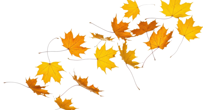 A set of vibrant red, orange and yellow autumn maple leaves isolated on transparent background. Fall designs. Thanksgiving themes, backgrounds, and patterns.