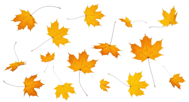 A set of vibrant red, orange and yellow autumn maple leaves isolated on transparent background. Fall designs. Thanksgiving themes, backgrounds, and patterns.
