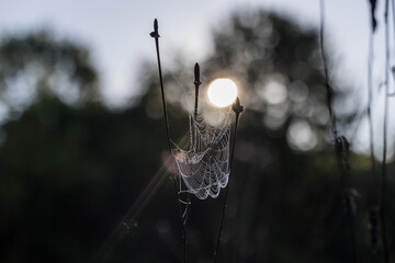 spider on the web in the dew 