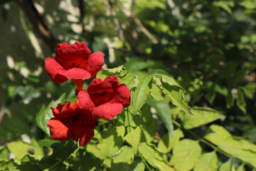 Red trumpet flowers in the garden
