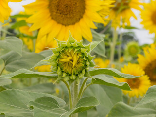 sunflowers in the field