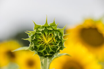 sunflower close up