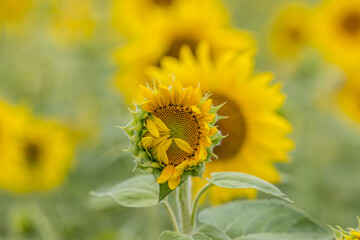 opening sunflower