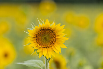 sunflower in the field