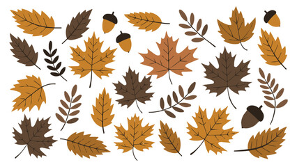 Fototapeta premium Autumn leaf and acorn collection with maple and foliage elements in warm seasonal colours on white background