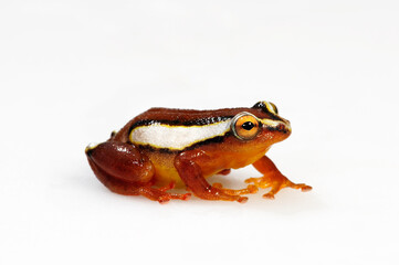 Mitchell's reed frog // Mitchellis Riedfrosch (Hyperolius mitchelli) - Africa
