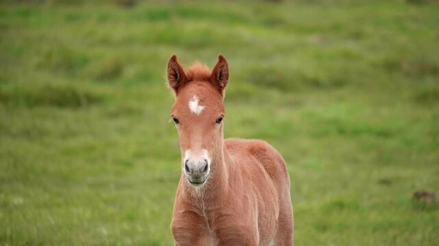 Slow motion handheld footage of a young Icelandic foal standing in a green grassy field, looking around curiously while moving close to the camera, filmed outdoors in the quiet rural countryside