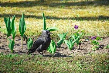 A Eurasian jackdaw (Corvus monedula).  A black bird with peculiar beak stands on the grass amidst young tulips. Ideal for nature, wildlife, spring, or gardening-themed content
