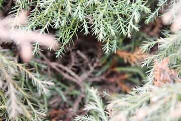 Close view of green plants with small leaves in a natural setting during daytime in a garden or forest area