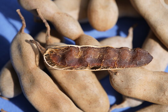 Tamarindus indica L. is a fruit tree that can grow up to 25 m tall. Its seeds and pulp are successfully used in medicine, Fortaleza &ndash; Cear&aacute;, Brazil.