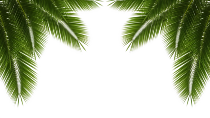 Lush green palm fronds with white edges framing a dark space isolated on a transparent background palm leaves