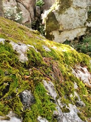 Mountain landscape. Moss on rocks in the rays of the morning sun.
