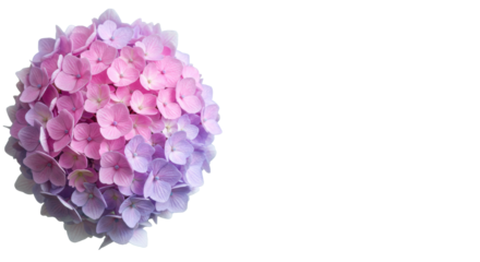 Spherical pink and lavender hydrangea, detailed green stamens, in a transparent studio with expansive copy space, high-key macro, concept of pure botanical beauty