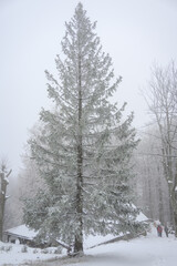 A large snowy spruce and walking tourists heading towards a cabin behind the tree in winter.
