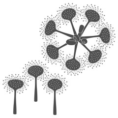 Set of black and white illustrations drosera, sundew plants. Isolated vector objects on white.