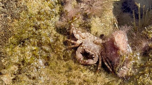 Close-up of a shed crab exoskeleton resting among algae and coastal rocks, showing detailed patterns of the empty shell and natural textures in shallow Mediterranean tide pool light near Paphos