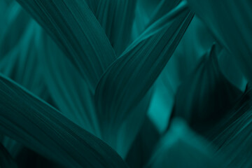 Natural teal background. Plant leaves with veins close-up. Trendy green color for 2026 year transformative teal.