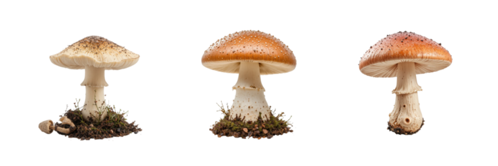 Three amanita muscaria mushrooms with soil isolated on transparent background