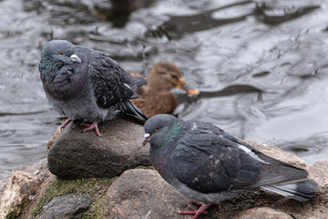 Ptaki odpoczywające na kamieniach przy stawie w parku miejskim, © Kazior