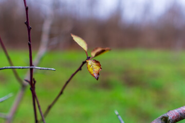 A slender tree branch holds onto its last few colorful yellow and brown autumn leaves against a soft, blurred green outdoor background.