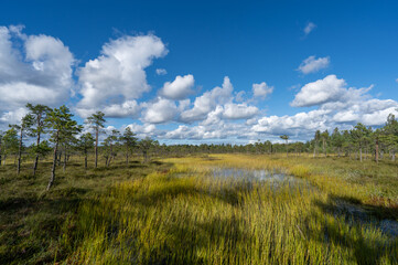 Fototapeta premium A huge green swamp with low trees. Get stuck in a forest swamp.