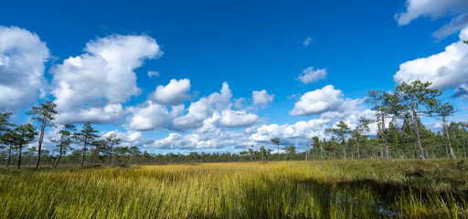 A large swamp in a state nature reserve.Walking in the swamp in the summer.