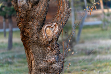 A close-up shot of a tree trunk with a naturally formed heart shape in the bark where a branch was cut. The rough, dark bark contrasts with the lighter wood of the scar.
