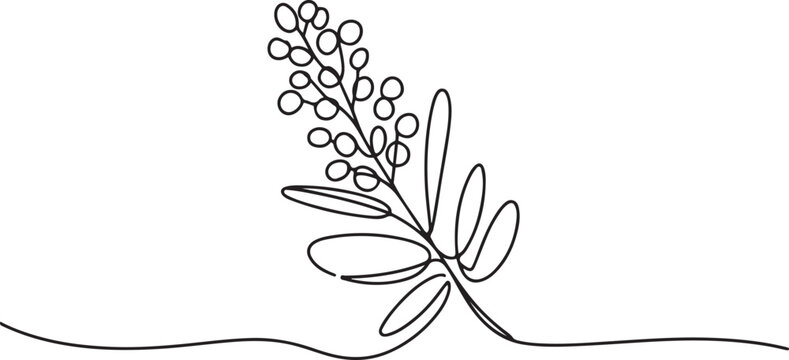 Continuous line drawing blooming mimosa branches set. One line drawing golden wattle isolated. one line Icon drawing