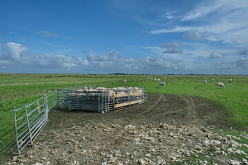 sheep shearing on Eiderstedt Peninsula,North Sea,North Frisia,Germany