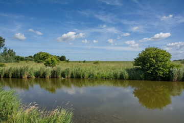 damp biotope in Katinger Watt Nature Reserve,Eiderstedt Peninsula,North Frisia,North Sea,Schleswig-Holstein,Germany