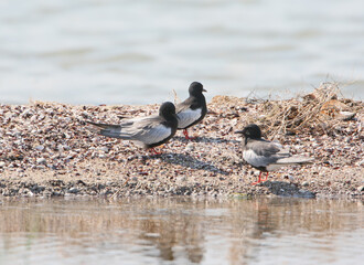 Three white-winged terns (Chlidonias leucopterus) are photographed sitting on the sandy shore of an estuary and looking at the camera.