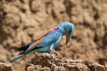 A very close-up photo of a European roller (Coracias garrulus) sitting on a clay wall against a blurred background