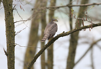 A single adult Eurasian sparrowhawk (Accipiter nisus) is photographed perched on a branch against a blurred background