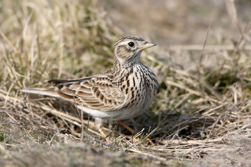 An adult Eurasian skylark (Alauda arvensis) is photographed close-up sitting on the grass and looking directly at the camera.
