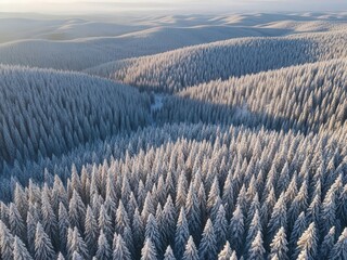 Aerial view of snow-covered pine forest in winter sunlight with undulating hills
