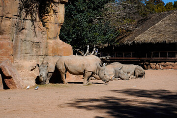 Two rhinos resting near large rocks, warm sunlight highlighting the texture of their thick skin.