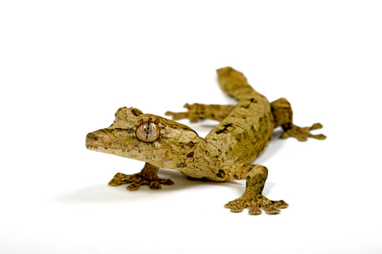 G&uuml;nther's flat-tail gecko // G&uuml;enthers Blattschwanzgeckos (Uroplatus guentheri) - Madagascar