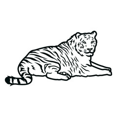 Fototapeta premium Tiger laying down stroke