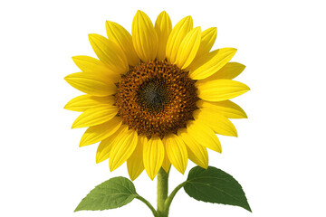 Obraz premium Bright yellow sunflower blooming, facing sun with green leaves, summer plant on transparent background