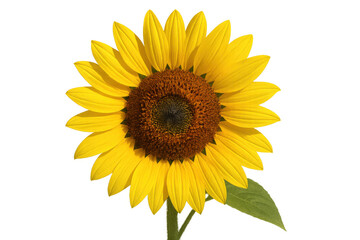 Obraz premium Sunflower head with bright yellow petals blooming, showing natural beauty and summer growth on transparent background