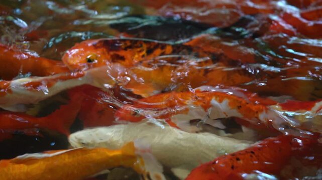 Close-up view of a school of vibrant orange koi fish swimming in clear water. Sunlight reflects on the water's surface, creating shimmering patterns on the fish scales. Peaceful aquatic life.