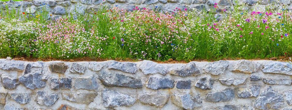 Sch&ouml;ne bunte bl&uuml;hende Wiese mit Wildblumen, an einer Mauer, im Panoramaformat, (Nahaufnahme).